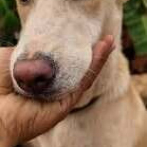 Missing: White Female Indie Dog from Nachinola, Panarim, Aldona-3