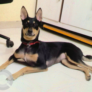 Closed: Black and Brown Female Indie Dog from Petrol pump in Sector 44,  Seawoods