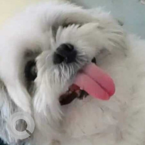 Missing: Black and White Male Shih Tzu Dog from Jawahar circle, Jaipur, Rajasthan