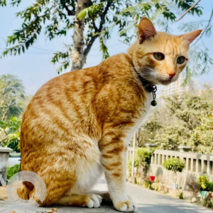 Missing: Orange Female Ginger cat Cat from Khushboo Apartments