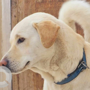 Found: White Male Labrador Dog from Lik marg, kuleshwor