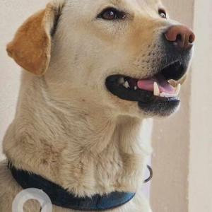 Found: White Male Labrador Dog from Lik marg, kuleshwor-2