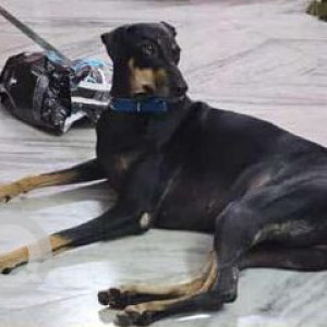 Missing: Black and Brown Female Indie Dog from Shaili Garden, Yapral