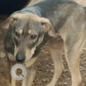 Missing: Black and Brown Male Indie Dog from HAL Service Road-2