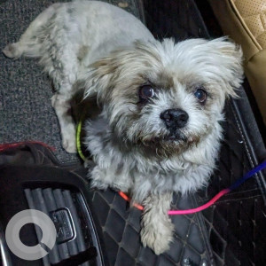 Found: Golden Not Available Shih Tzu Dog from Kukatpally-2