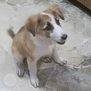 White-Brown Mix Female Indie Dog is Found from Kumar Pacific mall