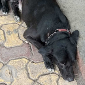 Found: Black Male Indie Dog from Punjab canteen, kumar parisar, kothrud