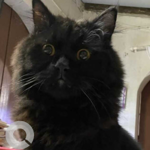 Missing: Black Male Persian Cat from Altinho, Mapusa near civil court Area