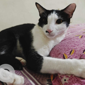Missing: Black and White Male Indie Cat from Ramapuram area-2