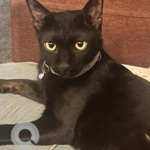 Missing: Black Male Indie Cat from HSR Sector 3