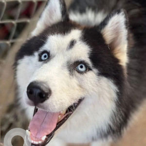 Black and White Male Husky Dog is Missing from Wipro Circle Road