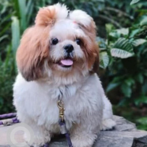 Missing: White-Brown Mix Male Shih Tzu Dog from MS Ramaiah City, JP Nagar 7th Phase
