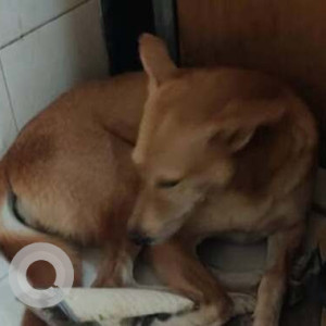 Missing: White-Brown Mix Female Indie Dog from Dahisar