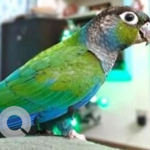 Missing: Green Male Crimson Bellied Conure Bird from 4th Cross, St. Michael's Church Road, Shantinagar-2