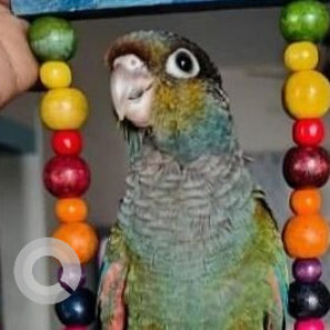 Missing: Green Male Crimson Bellied Conure Bird from 4th Cross, St. Michael's Church Road, Shantinagar