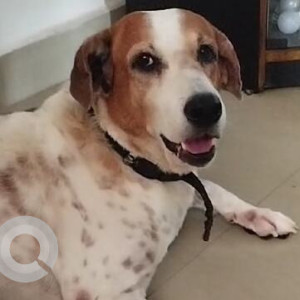 Missing: White-Brown Mix Male Indie Dog from Ambattur near TI Cycles factory