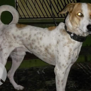 Missing: White-Brown Mix Male Indie Dog from Ambattur near TI Cycles factory-2