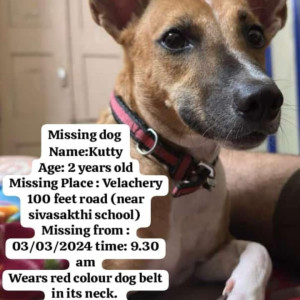 Missing: White-Brown Mix Not Available Indie Dog from Velachery near Sivasakti School , Chennai