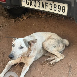 Found: White Male Indie Dog from Chopdem near fish market