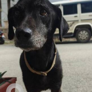 A Black Indie Dog Found from Soundarya Layout, Bengaluru-2
