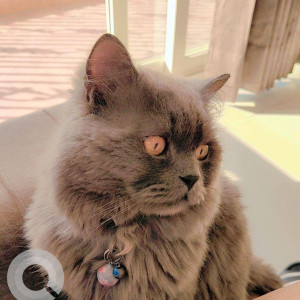 Missing: Grey Male Persian Cat from Prisma City Society Jandhpur road, Sector 124