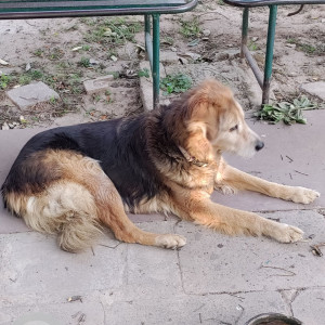 Found: Black and Brown Male German Shepherd Dog from Sector 21, Chandigarh-3