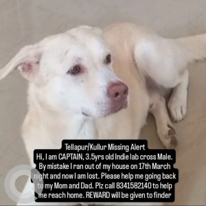 A Brown Indie and Labrador cross Dog Missing from Tellapur, Hyderabad