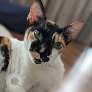 Missing: Black and White Female Calico Cat from Verde society, Kalyani Nagar, Pune-2