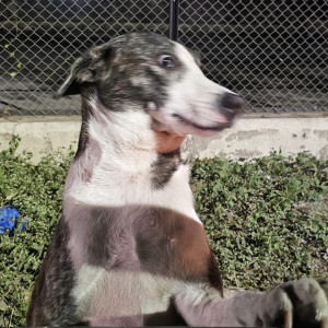 Found: White and Grey Female Indie Dog from Bavdhan-2
