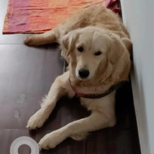 A White Golden Retriever Dog Found from Kodihalli, Bengaluru