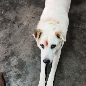 Missing: White Male Indie Dog from Kogilu Layout, Yelahanka-2