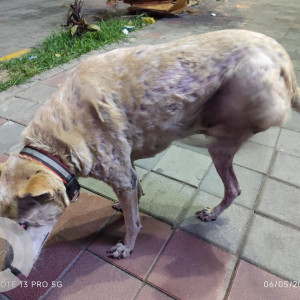 Missing: White-Brown Mix Male Indie Dog from Koramangala 8th block