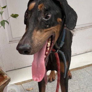 A Black and Brown dober Dog Found from Besant Nagar, Chennai