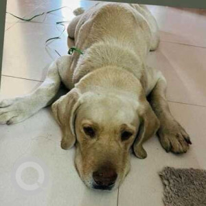 Found: White Male Labrador Dog from Supermarket, B Narayanapura
