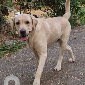 Missing: White Male Labrador Dog from Abbott Hotel Vashi