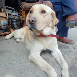 Found: White Male Labrador Dog from Kusunti Height