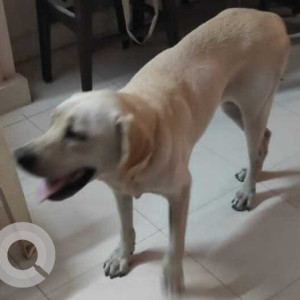 Found: White Male Labrador Dog from Kozhipannai, Madambakkam, Tambaram