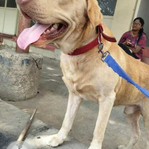 Found: Brown Male Labrador Dog from Indiranagar Metro Station, Bangalore-2