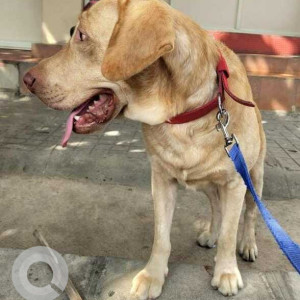 Found: Brown Male Labrador Dog from Indiranagar Metro Station, Bangalore