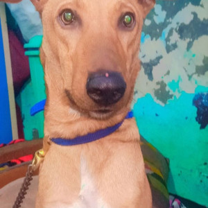 Missing: Brown Male Indie Dog from New Delhi, Samachar CNG Pump And Chilla Gau