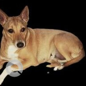 Missing: White-Brown Mix Female Indie Dog from Sarai Mali Khan Chowk, Lucknow