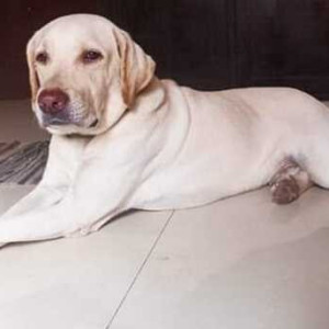 Missing: White Female Labrador Dog from Pazhichalur, Chennai