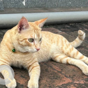 Missing: Orange Male Indie Cat from Basaveshwar nagar