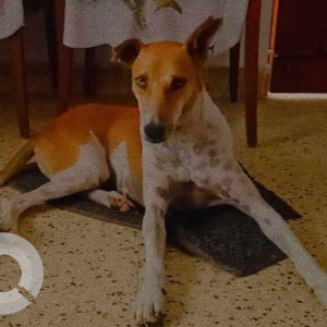 Missing: White-Brown Mix Male Indie Dog from 12th cross Venkatapura, Koramangala 1st block