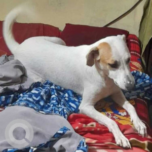 White Female Indie Dog is Missing from Sec 15A , Noida