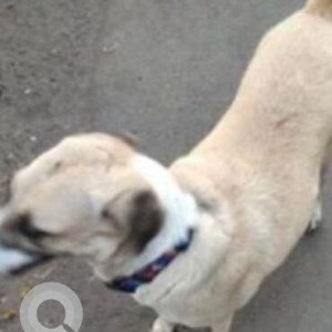 A White Indie Dog Missing from Belapur West, Navi Mumbai-2
