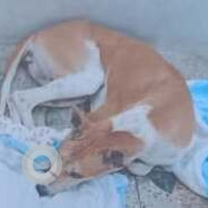 Missing: White-Brown Mix Female Indie Dog from P-124, Usha Park, Bansdroni