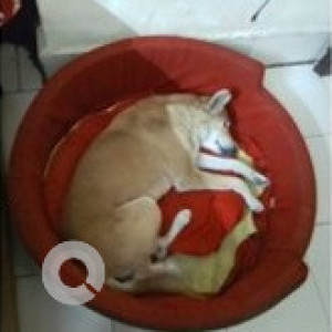 Brown Female Indie Dog is Missing from Andrews Ganj, Near Ansal Plaza South Extension-2