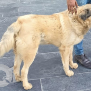 Missing: Brown Male Cross breed Dog from Landmark building, Anand Nagar 380015