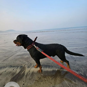 Missing: Black Male Rottweiler Dog from lane 8 Veerbhadra Nagar, Baner